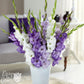 Gladiolus - Clear Skies Collection