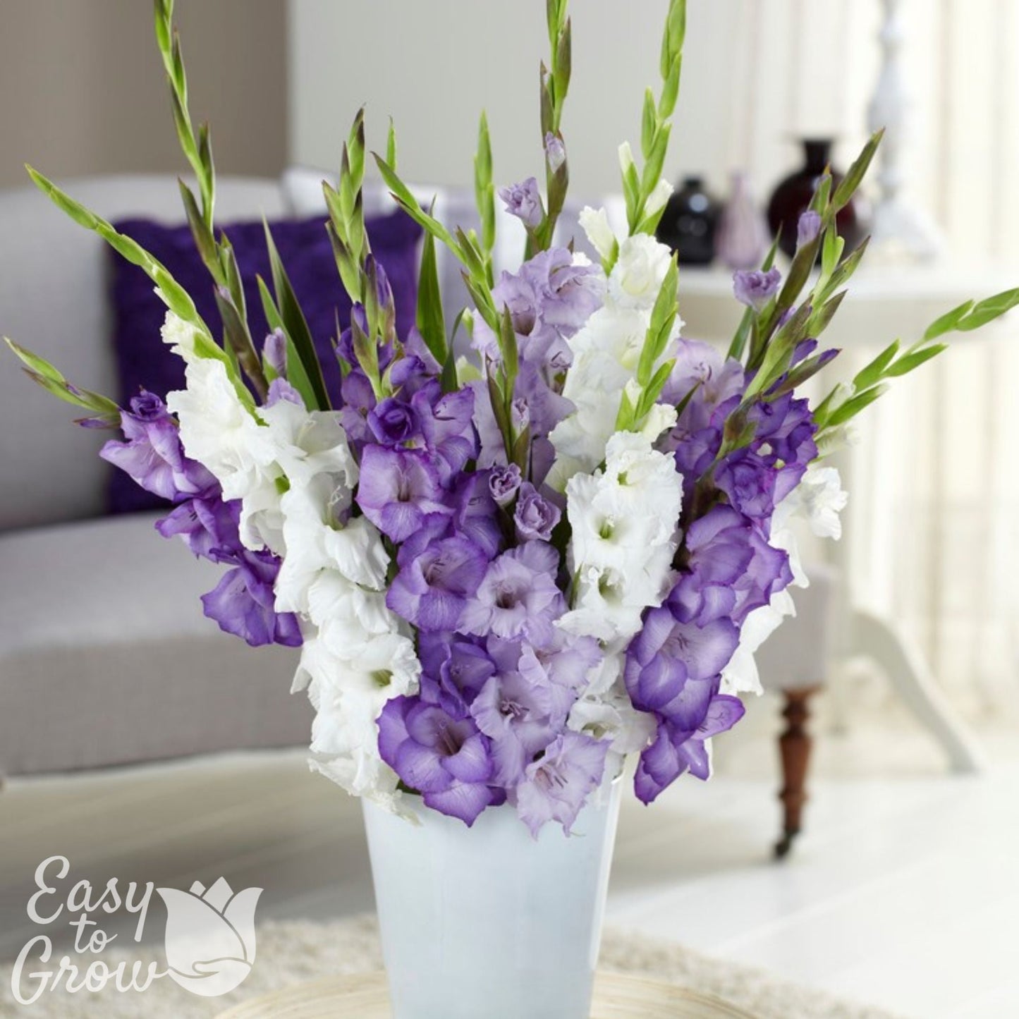 Gladiolus - Clear Skies Collection