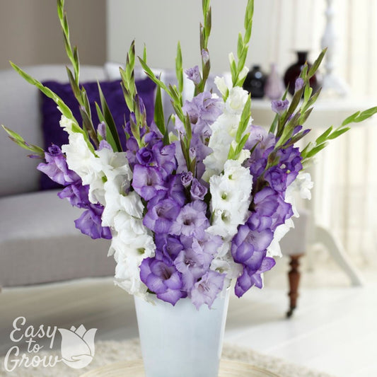 Gladiolus - Clear Skies Collection