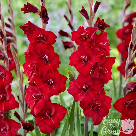Gladiolus - First Blood