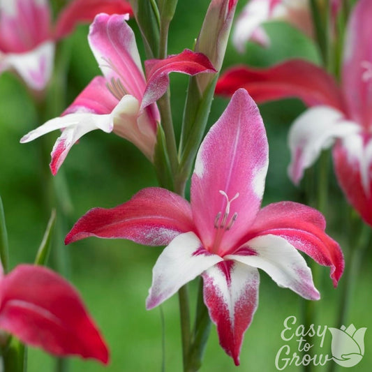 Gladiolus - Galaxian