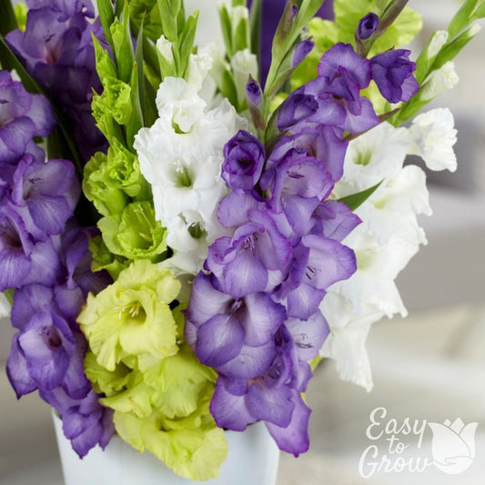 Gladiolus - Green, Purple & White Collection