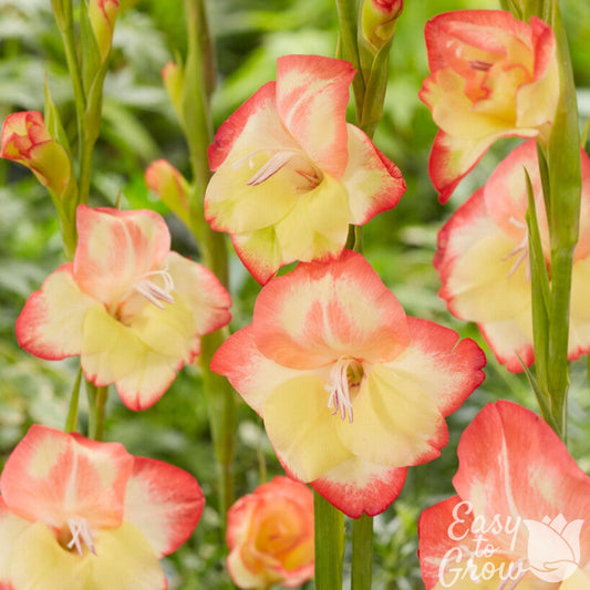 Gladiolus - Las Vegas