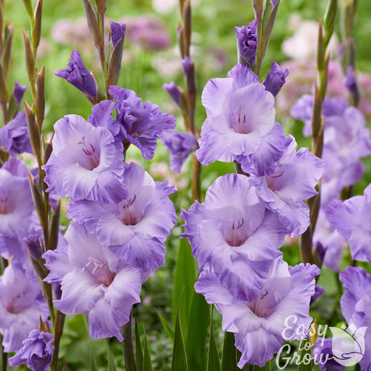 Gladiolus - Milka
