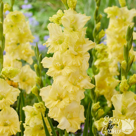 Gladiolus - Morning Gold