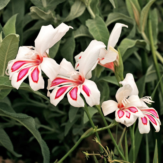 Gladiolus - Prins Claus