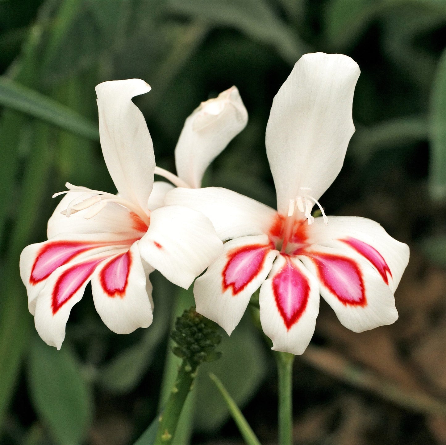 Gladiolus - Prins Claus