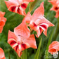 Gladiolus - Nathalie