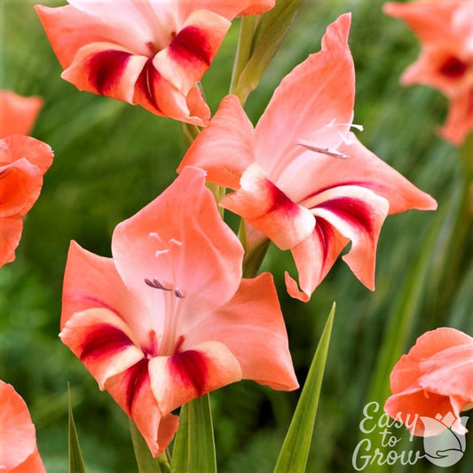 Gladiolus - Nathalie