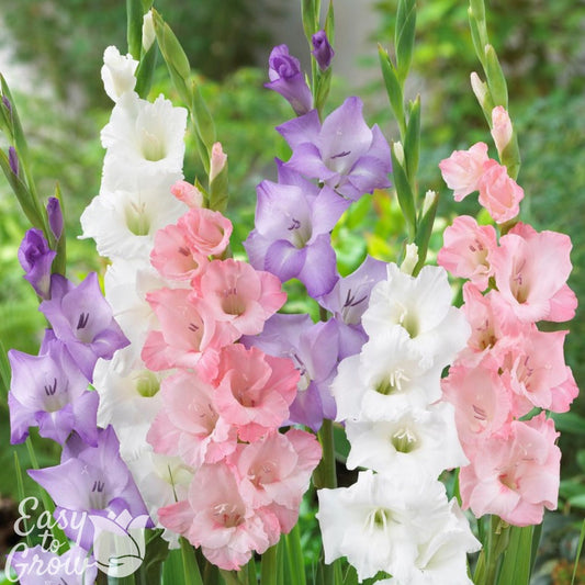 Gladiolus - Pastel Lace Collection