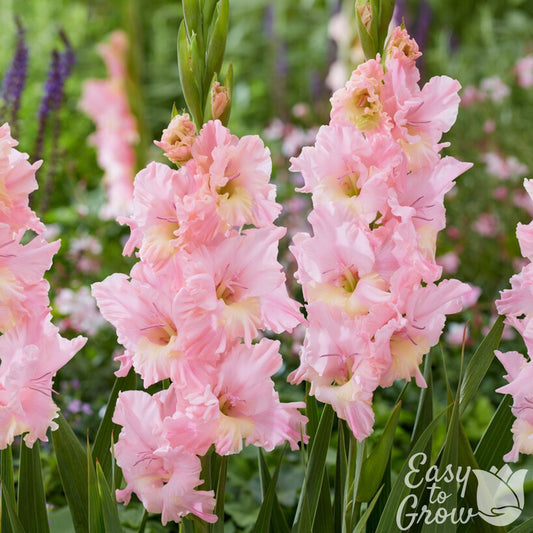 Gladiolus - Pink Lightning