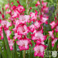 Gladiolus - Pink Pearl