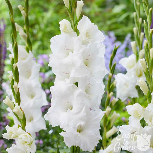 Gladiolus - Pura Vida