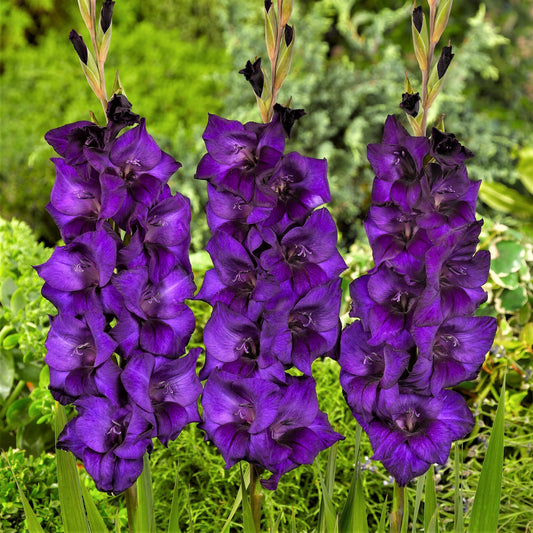 Gladiolus - Purple Flora