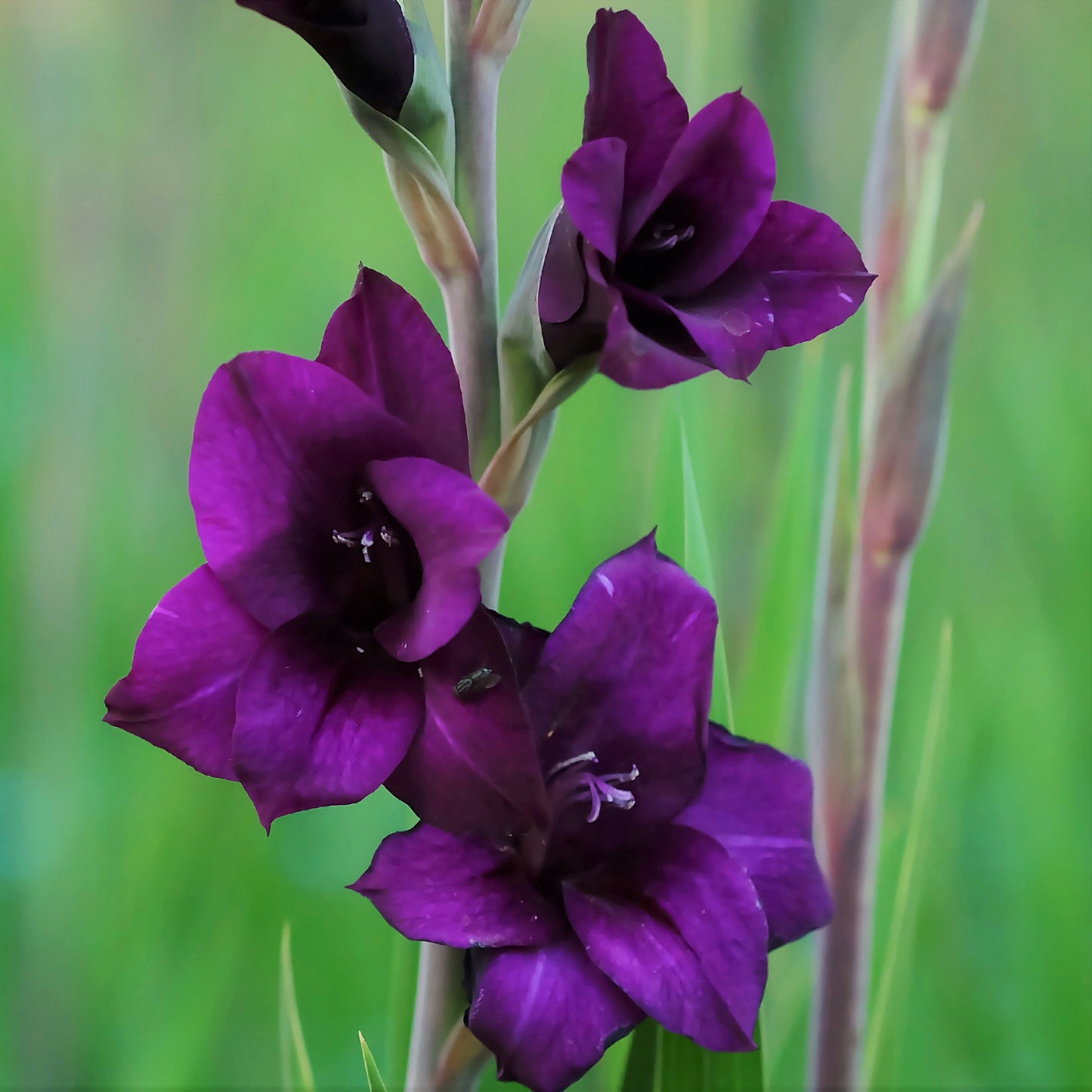 Gladiolus - Purple Flora