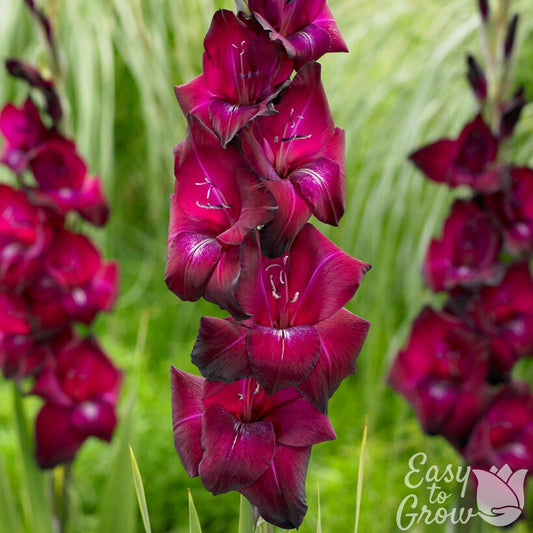 Gladiolus - Ravel