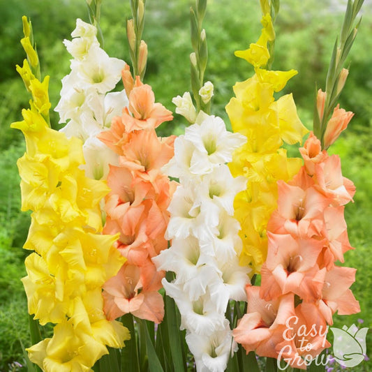 Gladiolus - Summer Days Collection