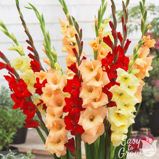 Gladiolus - Sunset Collection