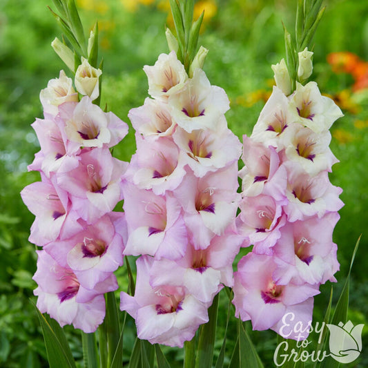 Gladiolus - Venezia