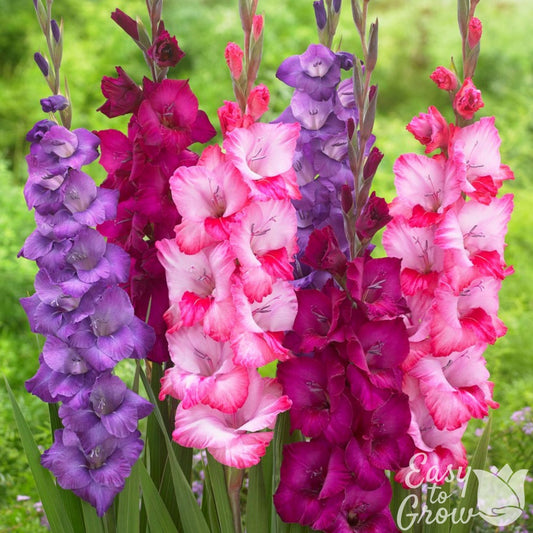 Gladiolus - Very Berry Collection
