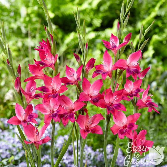 Gladiolus - Volcano