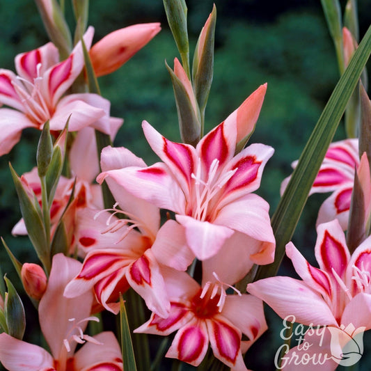 Gladiolus - Impressive