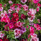 Godetia Dwarf Mix Seed