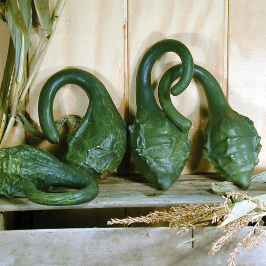 Gourd Caveman's Club Seed