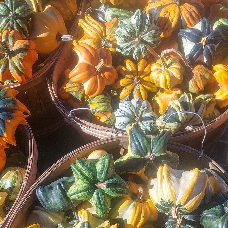 Gourd Daisy ® Seed