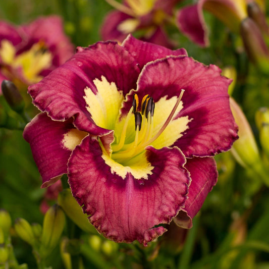 Daylily - Catcher in the Eye
