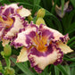 Daylily - Hanalei Bay