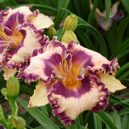 Daylily - Hanalei Bay