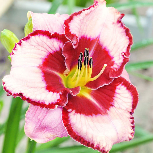 Daylily - Lies and Lipstick