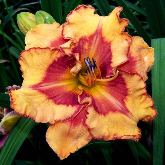Daylily - Pointed Perfection