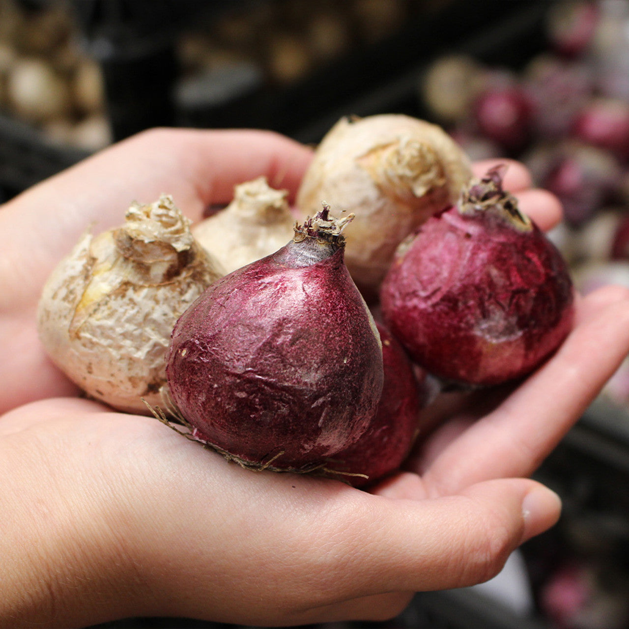 Snow Drift UltraDouble Hyacinth Bulbs Blooms Species Growing Bonsai Roots Rhizomes Corms Tubers Potted Planting Reblooming Fragrant Garden Flower Seeds Plant Gardening