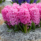 Top Size Hyacinth Collection Bulbs Blooms Species Growing Bonsai Roots Rhizomes Corms Tubers Potted Planting Reblooming Fragrant Garden Flower Seeds Plant Gardening