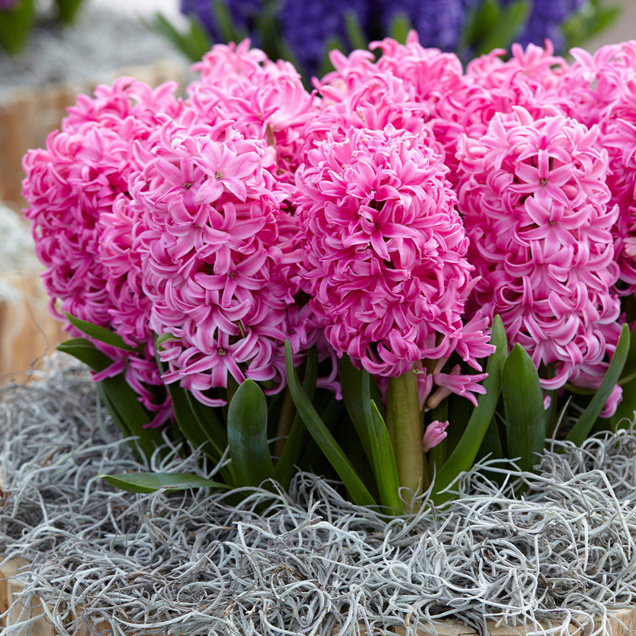 Top Size Hyacinth Collection Bulbs Blooms Species Growing Bonsai Roots Rhizomes Corms Tubers Potted Planting Reblooming Fragrant Garden Flower Seeds Plant Gardening