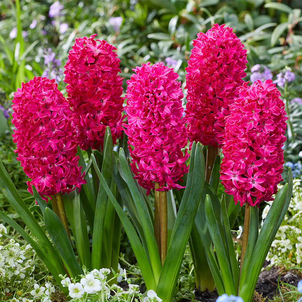 Top Size Hyacinth Collection Bulbs Blooms Species Growing Bonsai Roots Rhizomes Corms Tubers Potted Planting Reblooming Fragrant Garden Flower Seeds Plant Gardening