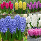 Top Size Hyacinth Collection Bulbs Blooms Species Growing Bonsai Roots Rhizomes Corms Tubers Potted Planting Reblooming Fragrant Garden Flower Seeds Plant Gardening