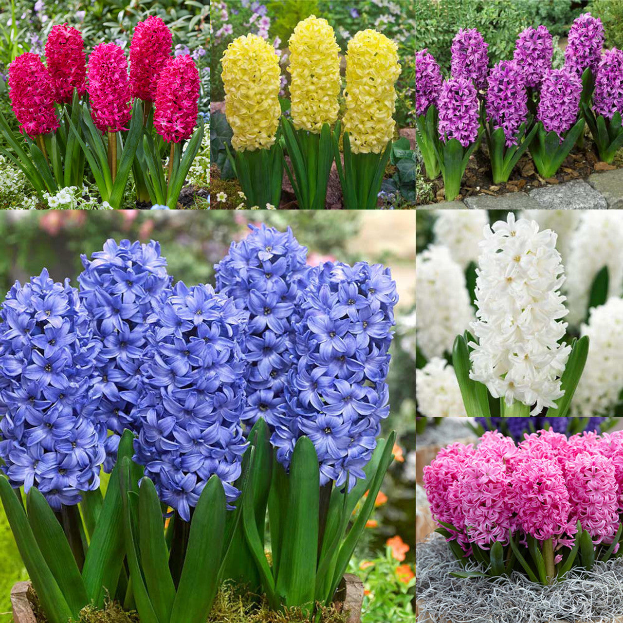 Top Size Hyacinth Collection Bulbs Blooms Species Growing Bonsai Roots Rhizomes Corms Tubers Potted Planting Reblooming Fragrant Garden Flower Seeds Plant Gardening