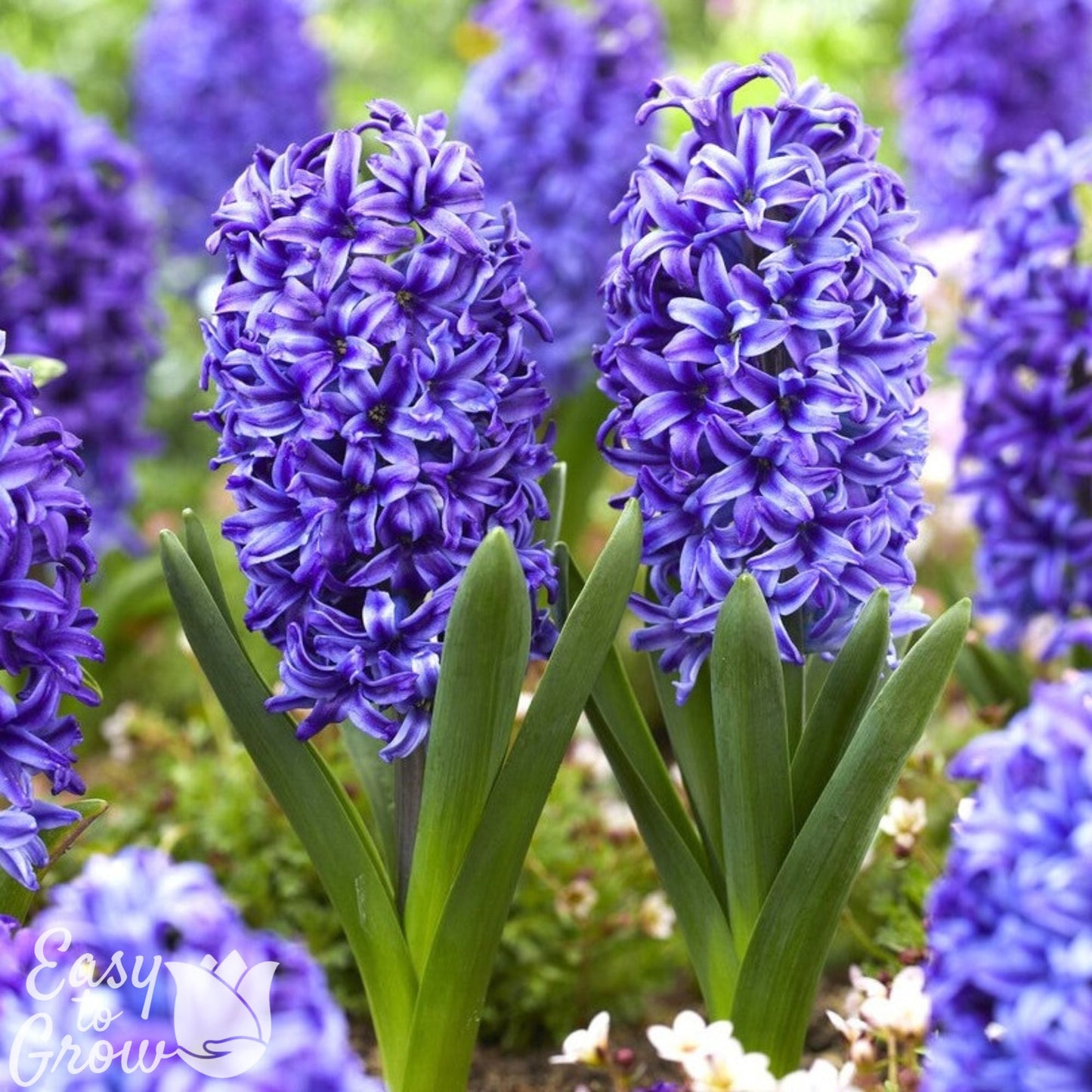 Hyacinth - Blue Jacket