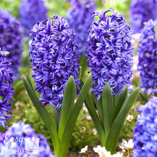 Hyacinth - Blue Jacket