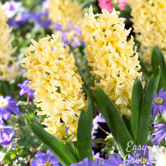 Hyacinth - City of Harlem