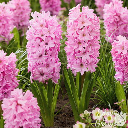 Hyacinth - Fondant