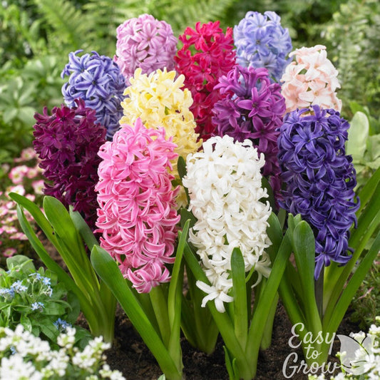 Hyacinth - Fragrant Path Mix