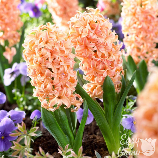 Hyacinth - Gypsy Queen