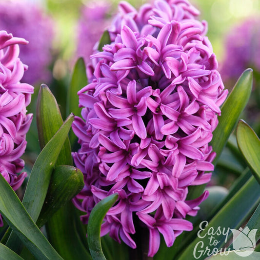 Hyacinth - Miss Saigon