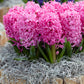 Prepared Hyacinth Pink Pearl Bulbs Blooms Species Growing Bonsai Roots Rhizomes Corms Tubers Potted Planting Reblooming Fragrant Garden Flower Seeds Plant Gardening