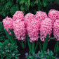 Prepared Hyacinth Pink Pearl Bulbs Blooms Species Growing Bonsai Roots Rhizomes Corms Tubers Potted Planting Reblooming Fragrant Garden Flower Seeds Plant Gardening