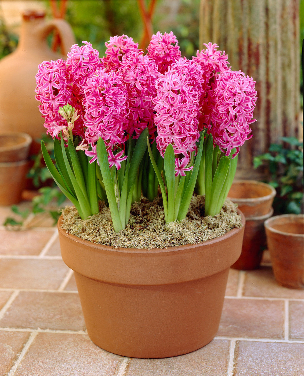 Prepared Hyacinth Pink Pearl Bulbs Blooms Species Growing Bonsai Roots Rhizomes Corms Tubers Potted Planting Reblooming Fragrant Garden Flower Seeds Plant Gardening